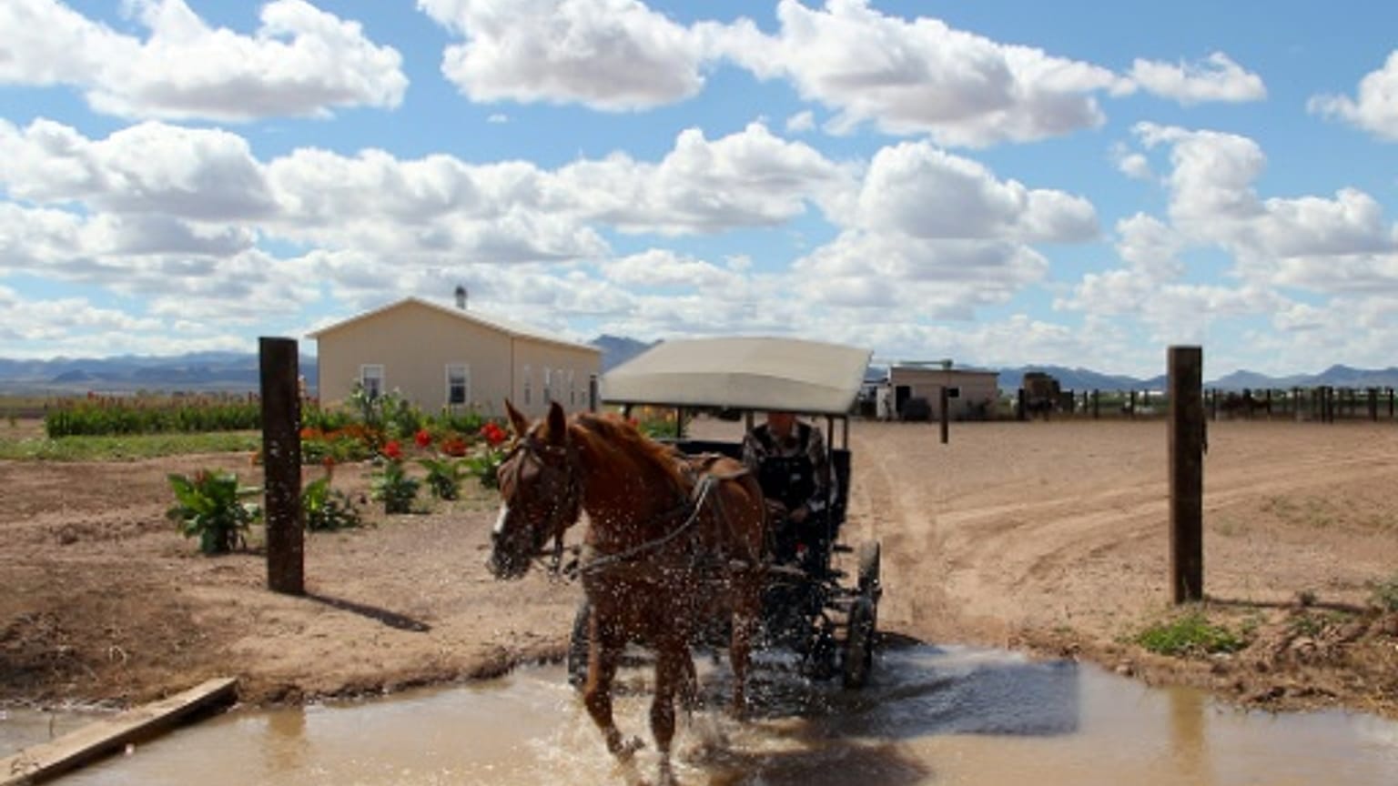 Fuyant l'électricité, les Mennonites du Mexique cherchent un nouveau refuge