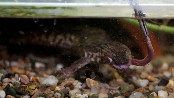 "Holy Grail" of lizard species born in Prague Zoo "Holy Grail" of lizard species born in Prague Zoo