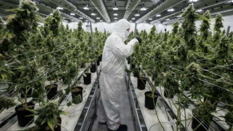 Canada: compte à rebours vers une légalisation historique du cannabis