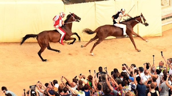 Palio Siena,assegnati cavalli a contrade Palio Siena,assegnati cavalli a contrade