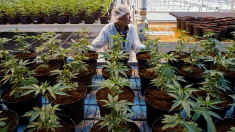 Une plantation de cannabis, le 12 octobre 2018 à Lincoln, au Canada