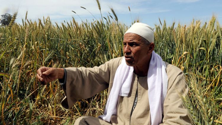 هيئة السلع المصرية تعلن أول مناقصة شراء أرز للعام 2018