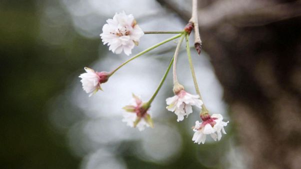 Tickled pink - Typhoons trick Japan blossoms into blooming six months early Tickled pink - Typhoons trick Japan blossoms into blooming six months early