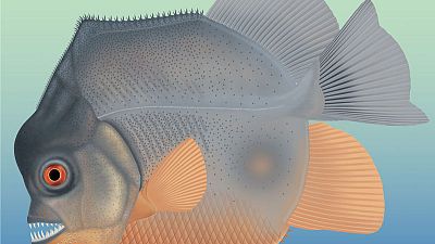 In toothy prequel, piranha-like fish menaced Jurassic seas In toothy prequel, piranha-like fish menaced Jurassic seas