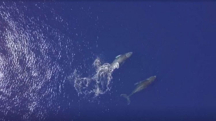 Testy humpback whale chases away watchers who get too close