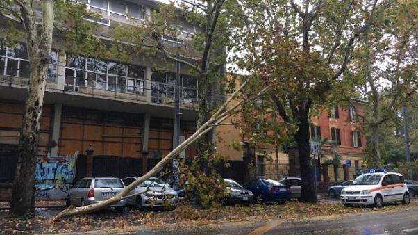 Pioggia e vento, danni nel Bolognese Pioggia e vento, danni nel Bolognese