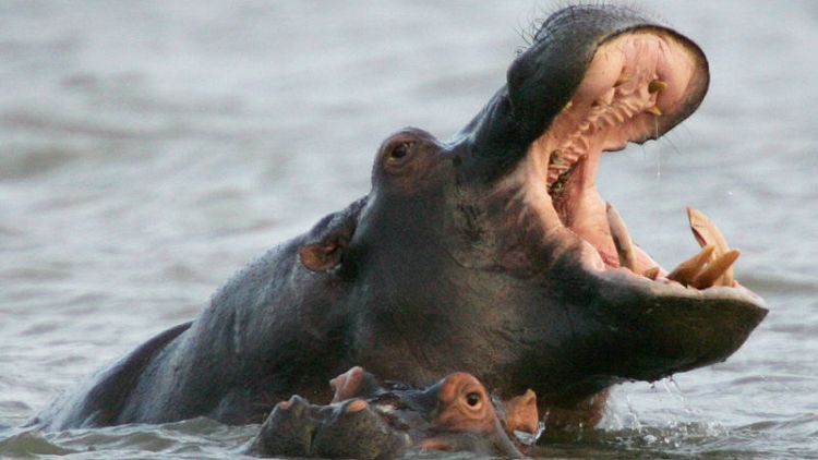 Zambia revives plan to cull 2,000 hippos over next five years