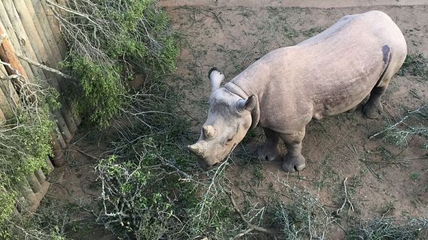 Two endangered black rhinos die months after relocation to Chad Two endangered black rhinos die months after relocation to Chad