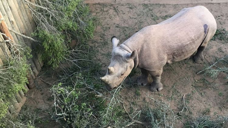 Two endangered black rhinos die months after relocation to Chad