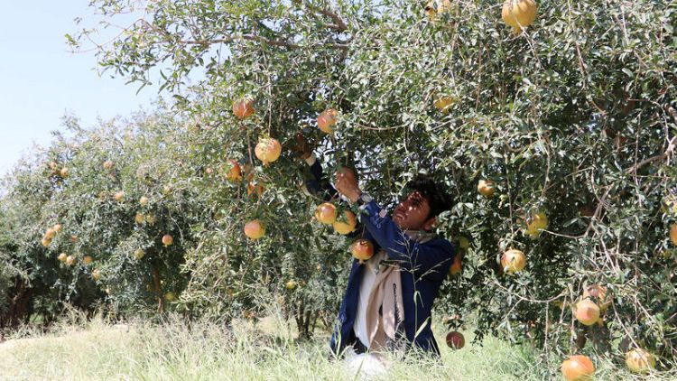 Humble pomegranate seed provides clue to how Yemen's war fuels hunger