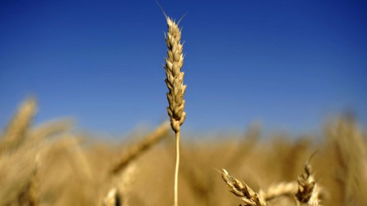 Canadian farmers race to reap wheat while sun shines, but damage done