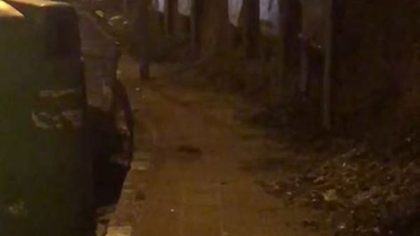 M5s, emergenza topi a Messina M5s, emergenza topi a Messina