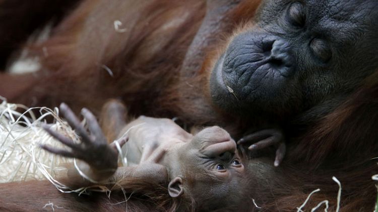 Paris zoo says hello to Java, its newborn baby orangutan