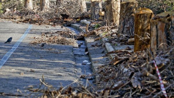 Per parassita addio pini panorama Napoli Per parassita addio pini panorama Napoli