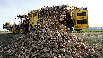 EU farmers battle parched soil to harvest smaller sugar beet crop