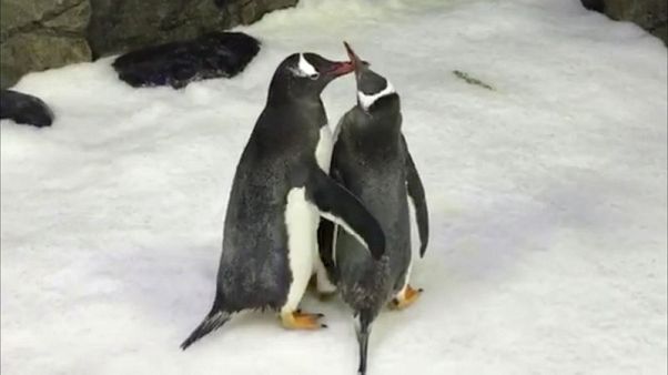 Eggs with benefits - Sydney's same-sex penguins become parents Eggs with benefits - Sydney's same-sex penguins become parents
