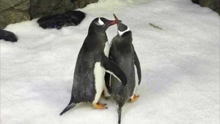 Eggs with benefits - Sydney's same-sex penguins  become parents