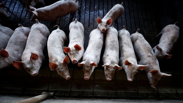 Hog industry worldwide getting slaughtered in trade war Hog industry worldwide getting slaughtered in trade war