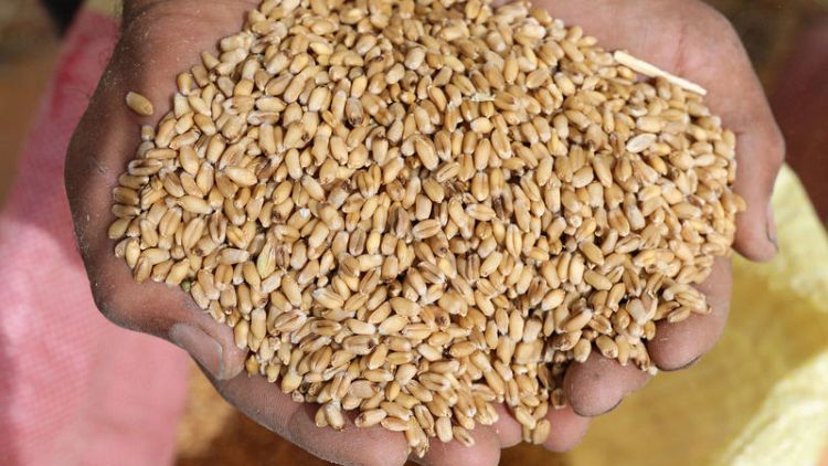 مصر تشتري 470 ألف طن من القمح في مناقصة دولية