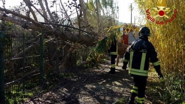 Cade albero,pullman bloccato nel Nuorese Cade albero,pullman bloccato nel Nuorese