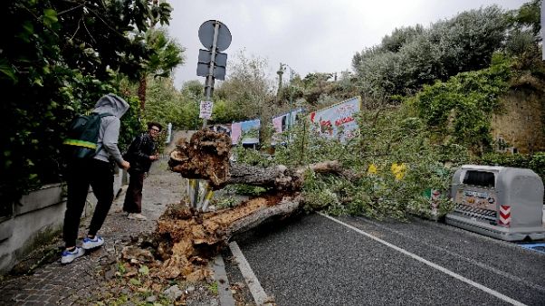 Cade albero a Napoli, muore un 21enne Cade albero a Napoli, muore un 21enne