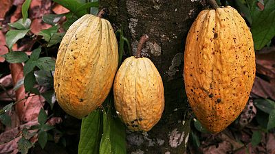 Ecuadorean discovery pushes back the origins of chocolate