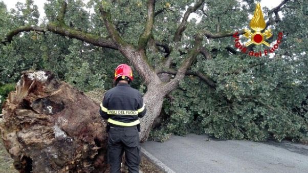 Vento fa cadere 'quercia del pentimento' Vento fa cadere 'quercia del pentimento'