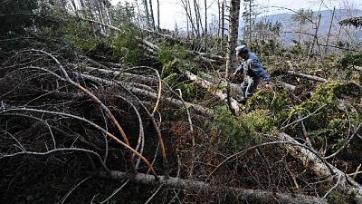 Danni ad altra foresta legno Stradivari Danni ad altra foresta legno Stradivari