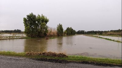 Maltempo: esonda fiume, pecore travolte Maltempo: esonda fiume, pecore travolte