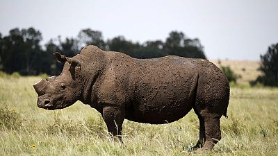 نفوق أربعة من ستة من حيوان وحيد القرن الأسود النادر بعد نقلها لتشاد