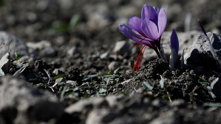 Greece's 'red gold' - saffron trade blooms in wilted economy