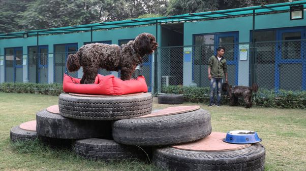 Paws for breath: India's pampered pooches get clean air as people choke on smog Paws for breath: India's pampered pooches get clean air as people choke on smog
