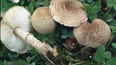 Raccolgono funghi velenosi,salvati da Cc