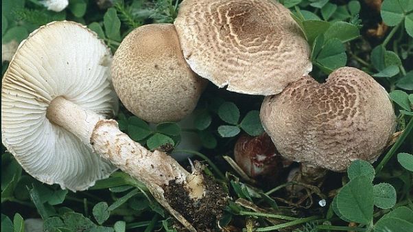 Raccolgono funghi velenosi,salvati da Cc Raccolgono funghi velenosi,salvati da Cc