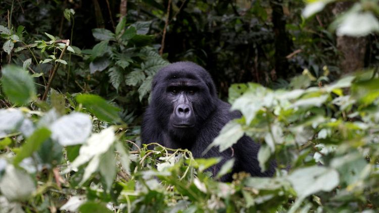 Mountain gorillas off 'critically endangered' list in rare recovery