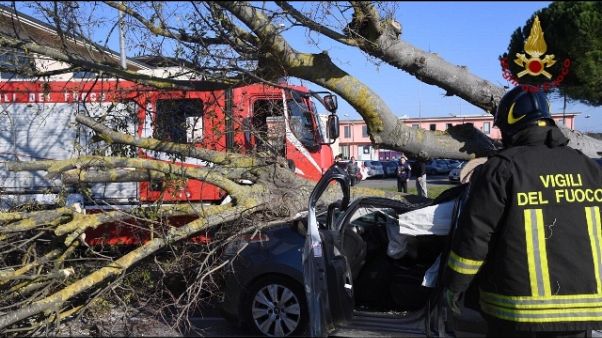 Albero su auto nel Pisano, un ferito Albero su auto nel Pisano, un ferito
