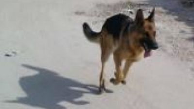 Avvelena cane vicina,condanna a Piacenza