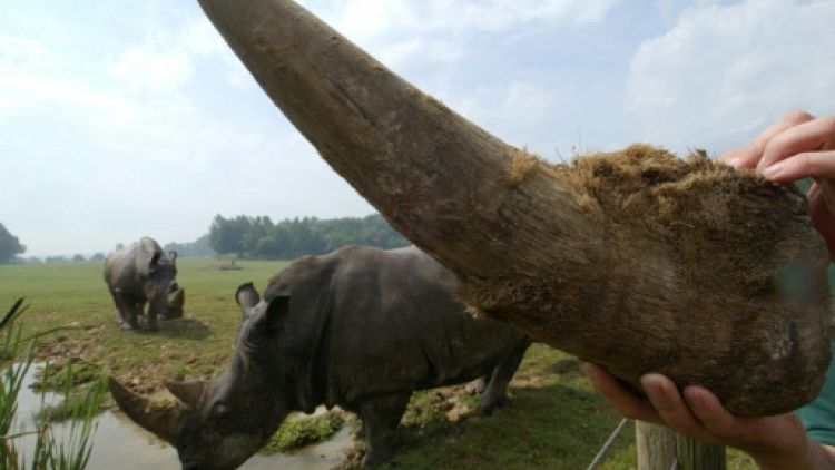 Un procureur et deux femmes condamnés en Thaïlande pour contrebande de cornes de rhinocéros