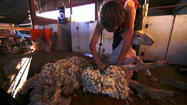 Australian drought, sporty shoppers push up prices of wool clothing