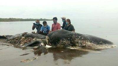 Indonésie: un cachalot retrouvé mort avec 6 kg de plastique dans le ventre