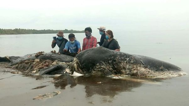 Indonésie: un cachalot retrouvé mort avec 6 kg de plastique dans le ventre Indonésie: un cachalot retrouvé mort avec 6 kg de plastique dans le ventre