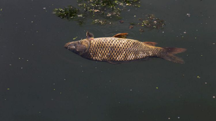 منظمة: المعادن الثقيلة والأمونيا سبب نفوق آلاف الأسماك بنهر الفرات بالعراق