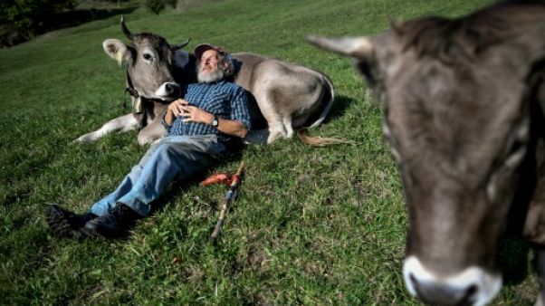 La vache à cornes, emblème suisse devenu sujet de référendum La vache à cornes, emblème suisse devenu sujet de référendum