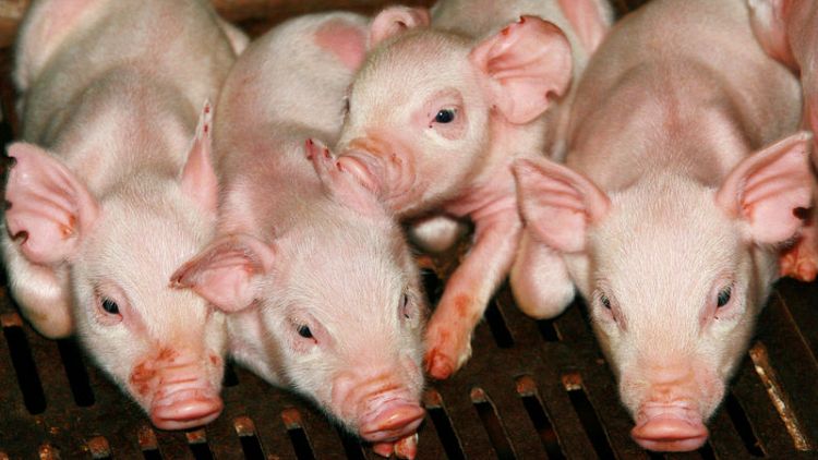 China cracks down on African swine fever reporting