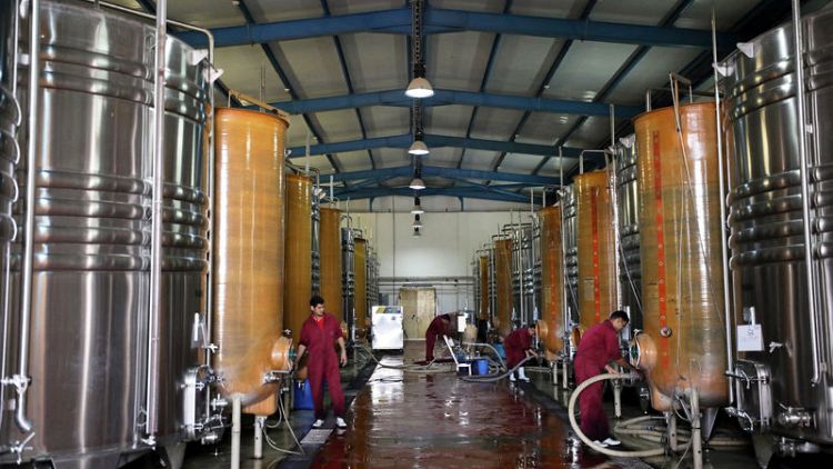 Egyptian winery battles climate, culture to produce award-winning bottles