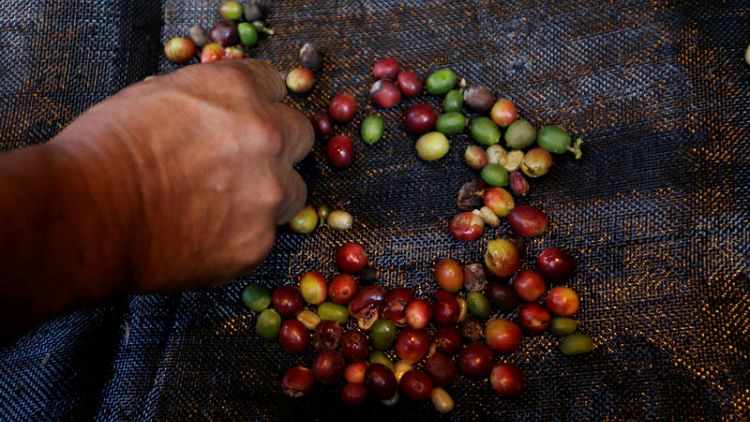 New machine offers relief for Colombian coffee-growers' labour woes