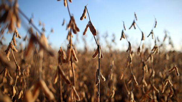 Exclusive: Argentine bid to win access to China soymeal market stalled - chamber Exclusive: Argentine bid to win access to China soymeal market stalled - chamber