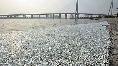 وسائل إعلام: الصين تعلق بناء جسر بعد نفوق آلاف الأسماك النادرة