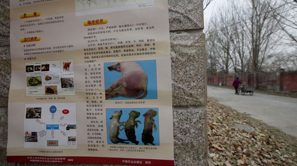 China worries about hog supply as African swine fever reaches Beijing China worries about hog supply as African swine fever reaches Beijing