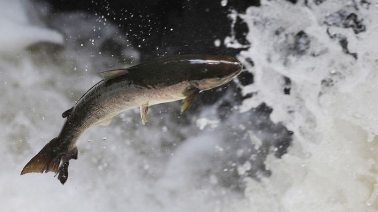Scottish salmon producers say May's Brexit plans pose "serious questions"